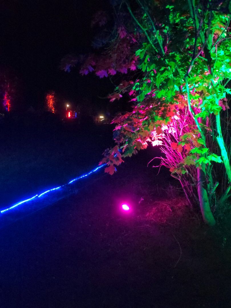 rechts im Bild ist prominent ein Baum zu sehen, der rosa und grün angestrahlt wird und entsprechend leuchtet. links verläuft eine blaue Lichtspur an einer Gleisinnenseite